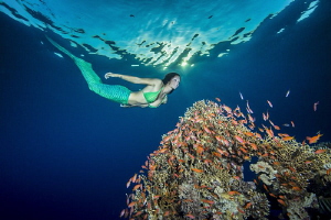 Mermaid over coral outcrop by Paul Colley 